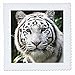 3DROSE 3dRose LLC qs_4845_4 White Tiger Quilt Square, 12 by 12-Inch - Image 2