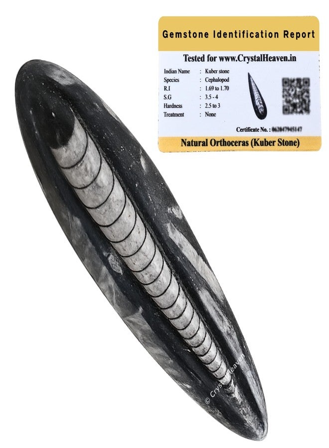 TENA Slip Plus - Large | Incontinence Unisex| Immobile & Semi Mobile Individual| Waist Size 36.22-56.69 inch| 10 Counts - Image 2