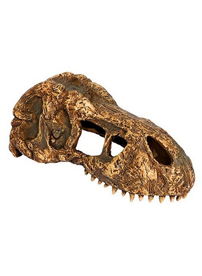 إكسو تيرا جمجمة تي ريكس إكسو تيرا، صغيرة