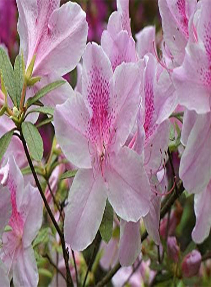 GGOOT seeds Fresh 25 pcs Azalea Flower seeds for Planting Light Pink