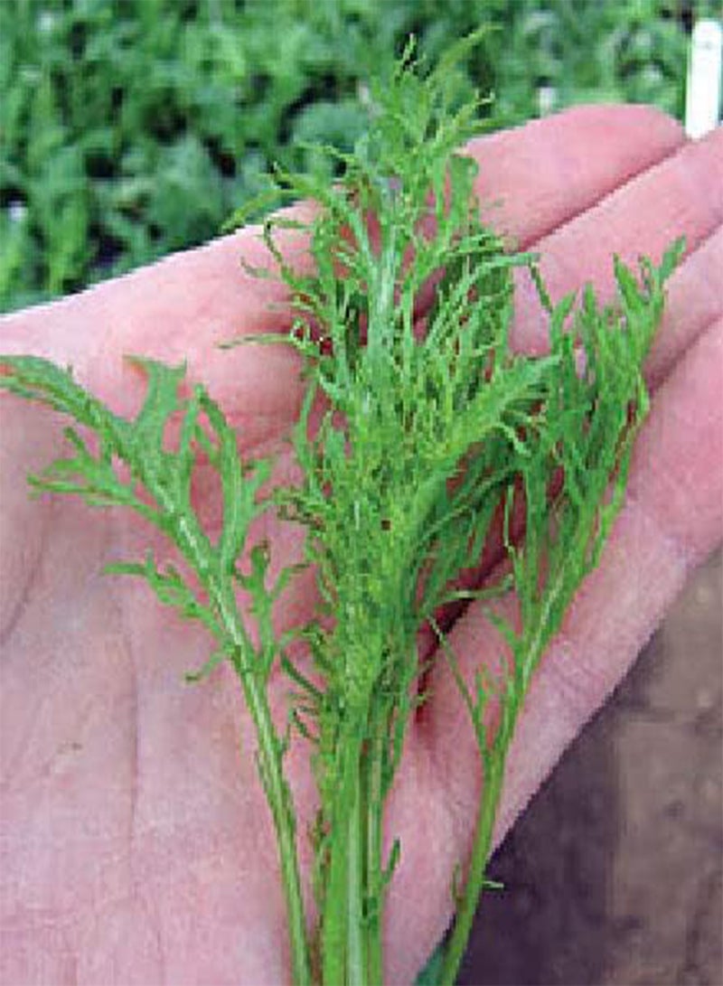 جي جوت بذور خضراوات بيبي ليف (1.18 غرام) بنكهة الخردل الأخضر الناري F1 780 (نكهة لاذعة للغاية) - Image 2