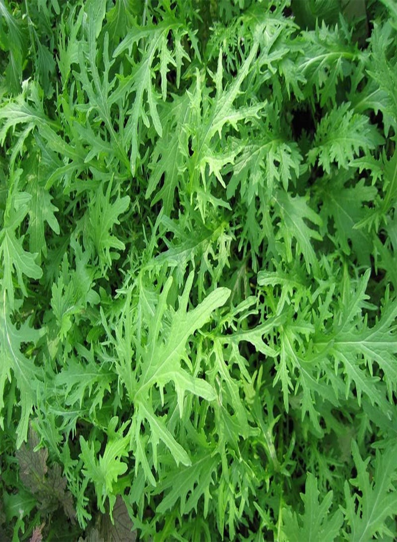 جي جوت بذور خضراوات بيبي ليف (1.18 غرام) بنكهة الخردل الأخضر الناري F1 780 (نكهة لاذعة للغاية) - Image 1