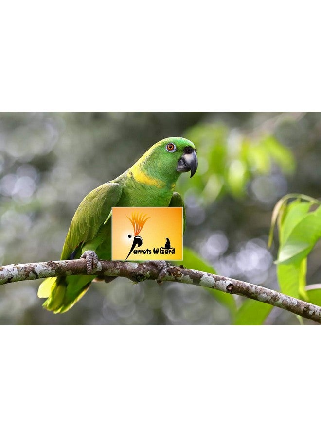 Parrots Wizard بذور عباد الشمس الكبيرة المستوردة للطيور البالغة، الببغاء الرمادي، الببغاء الهندي - 1900 جرام - طائر - Image 4