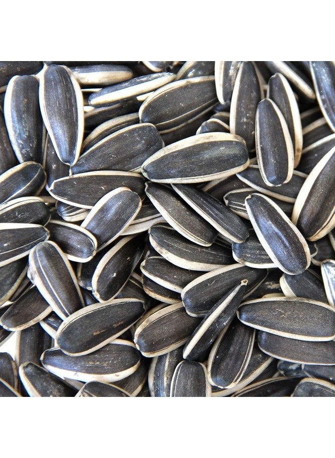 Parrots Wizard بذور عباد الشمس الكبيرة المستوردة للطيور البالغة، الببغاء الرمادي، الببغاء الهندي - 1900 جرام - طائر - Image 1