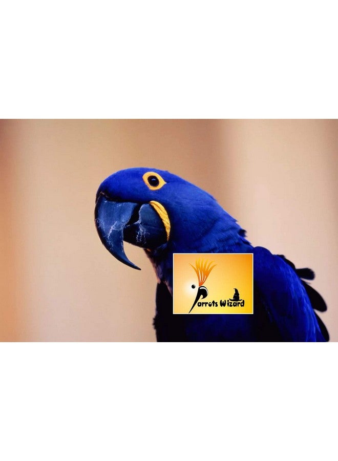 Parrots Wizard بذور عباد الشمس الكبيرة المستوردة للطيور البالغة، الببغاء الرمادي، الببغاء الهندي - 1900 جرام - طائر - Image 3