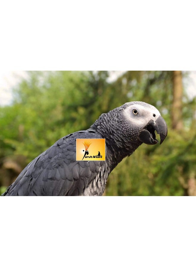 Parrots Wizard بذور عباد الشمس الكبيرة المستوردة للطيور البالغة، الببغاء الرمادي، الببغاء الهندي - 1900 جرام - طائر - Image 2