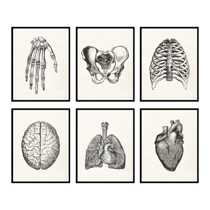 BigWig Prints Anatomy Art Vintage Anatomy Poster Medical Art Set of 6 8x10 Unframed