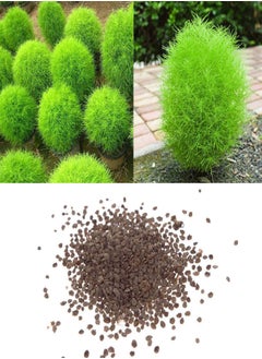 100Pcs Rare Kochia Scoparia Grass Seeds Showy Grow Rapid Exotic Hardy Plant - Flower Seeds Vegetable Seeds Fruit Seeds Garden Plant Seeds
