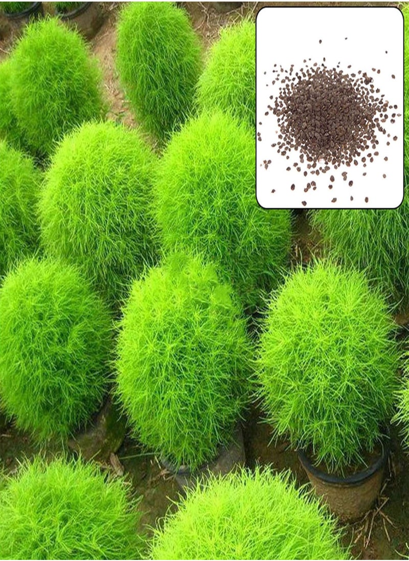 GGOOT - 100Pcs Rare Kochia Scoparia Grass Seeds Showy Grow Rapid Exotic Hardy Plant - Flower Seeds Vegetable Seeds Fruit Seeds Garden Plant Seeds - Image 1