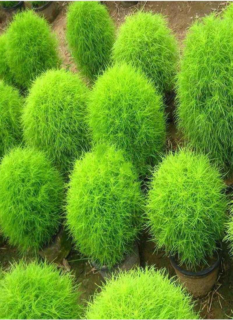 GGOOT - 100Pcs Rare Kochia Scoparia Grass Seeds Showy Grow Rapid Exotic Hardy Plant - Flower Seeds Vegetable Seeds Fruit Seeds Garden Plant Seeds - Image 1