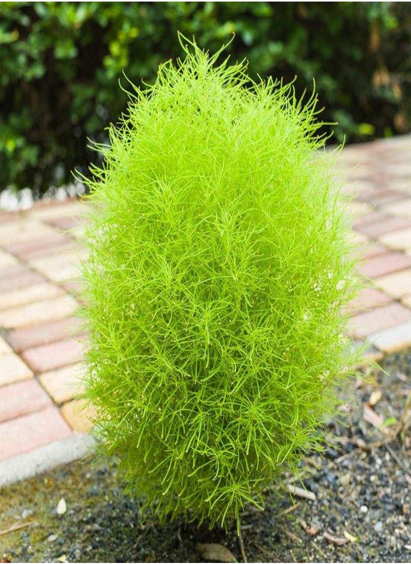 GGOOT - 100Pcs Rare Kochia Scoparia Grass Seeds Showy Grow Rapid Exotic Hardy Plant - Flower Seeds Vegetable Seeds Fruit Seeds Garden Plant Seeds - Image 1