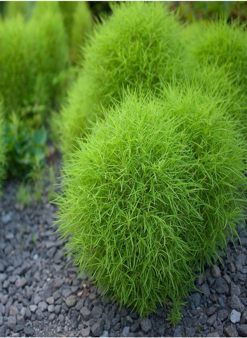 GGOOT - 100Pcs Rare Kochia Scoparia Grass Seeds Showy Grow Rapid Exotic Hardy Plant - Flower Seeds Vegetable Seeds Fruit Seeds Garden Plant Seeds - Image 1