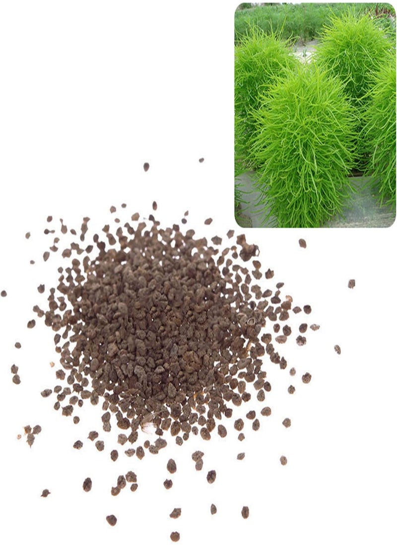 GGOOT - 100Pcs Rare Kochia Scoparia Grass Seeds Showy Grow Rapid Exotic Hardy Plant - Flower Seeds Vegetable Seeds Fruit Seeds Garden Plant Seeds - Image 1