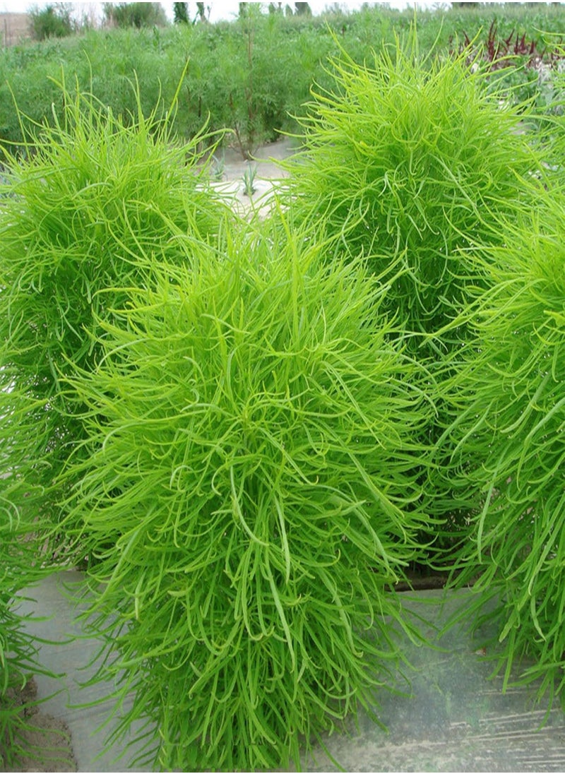 GGOOT - 100Pcs Rare Kochia Scoparia Grass Seeds Showy Grow Rapid Exotic Hardy Plant - Flower Seeds Vegetable Seeds Fruit Seeds Garden Plant Seeds - Image 1