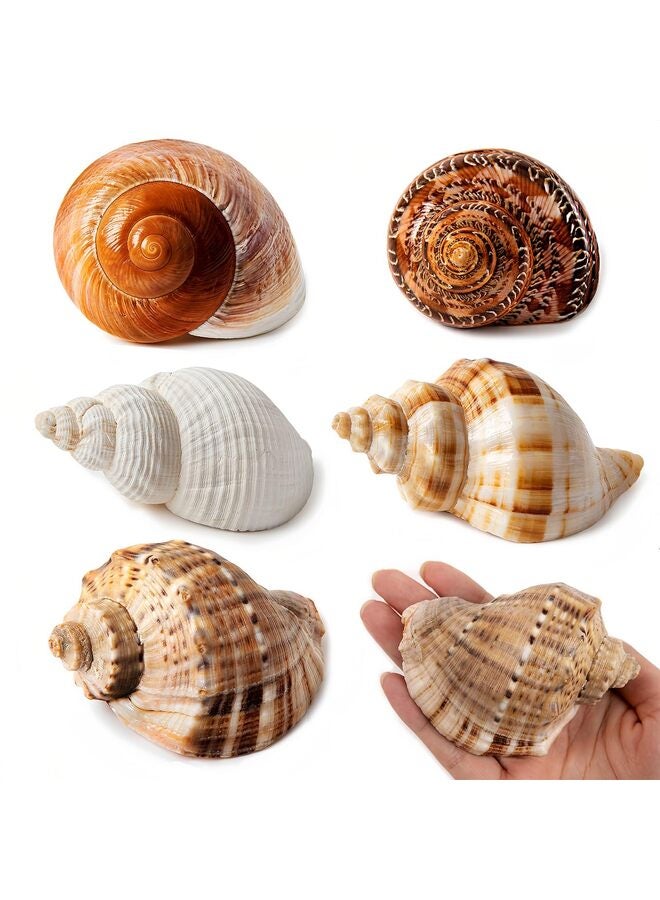 يُسلِّم 5 قطع من أصداف السرطانات القشرية | محار بحري طبيعي بحجم 2.8 بوصة - 3.9 بوصة، وحجم الفتحة 1.5 بوصة - 2.5 بوصة | أصداف بحرية متوسطة الحجم للسرطانات القشرية ولزينة الشاطئ - Image 1