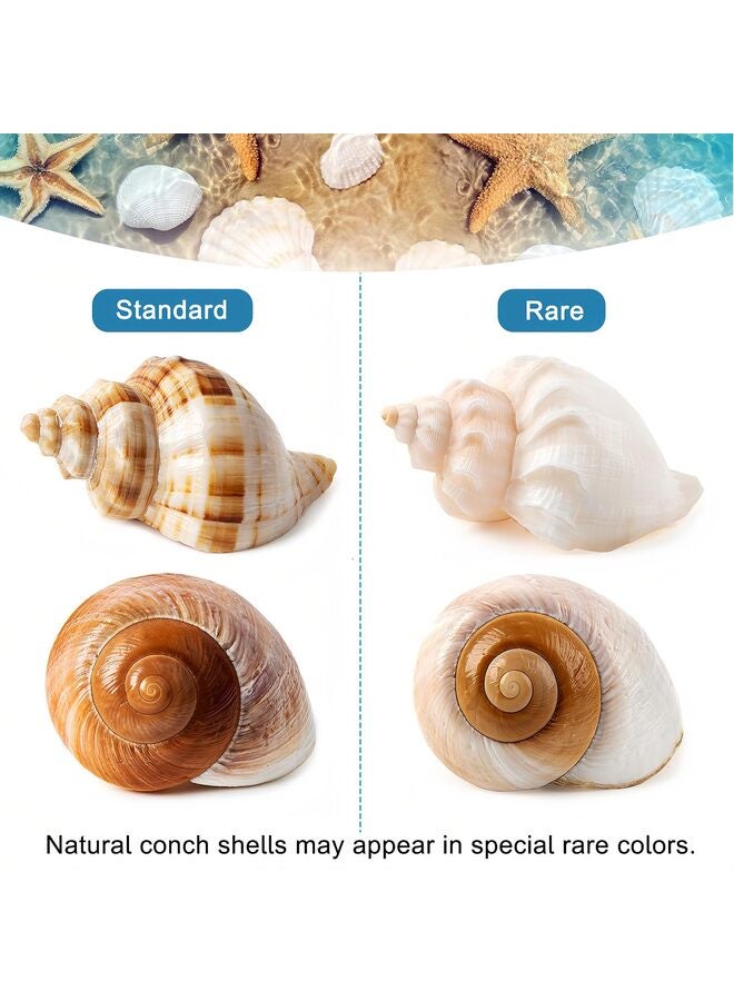 يُسلِّم 5 قطع من أصداف السرطانات القشرية | محار بحري طبيعي بحجم 2.8 بوصة - 3.9 بوصة، وحجم الفتحة 1.5 بوصة - 2.5 بوصة | أصداف بحرية متوسطة الحجم للسرطانات القشرية ولزينة الشاطئ - Image 4