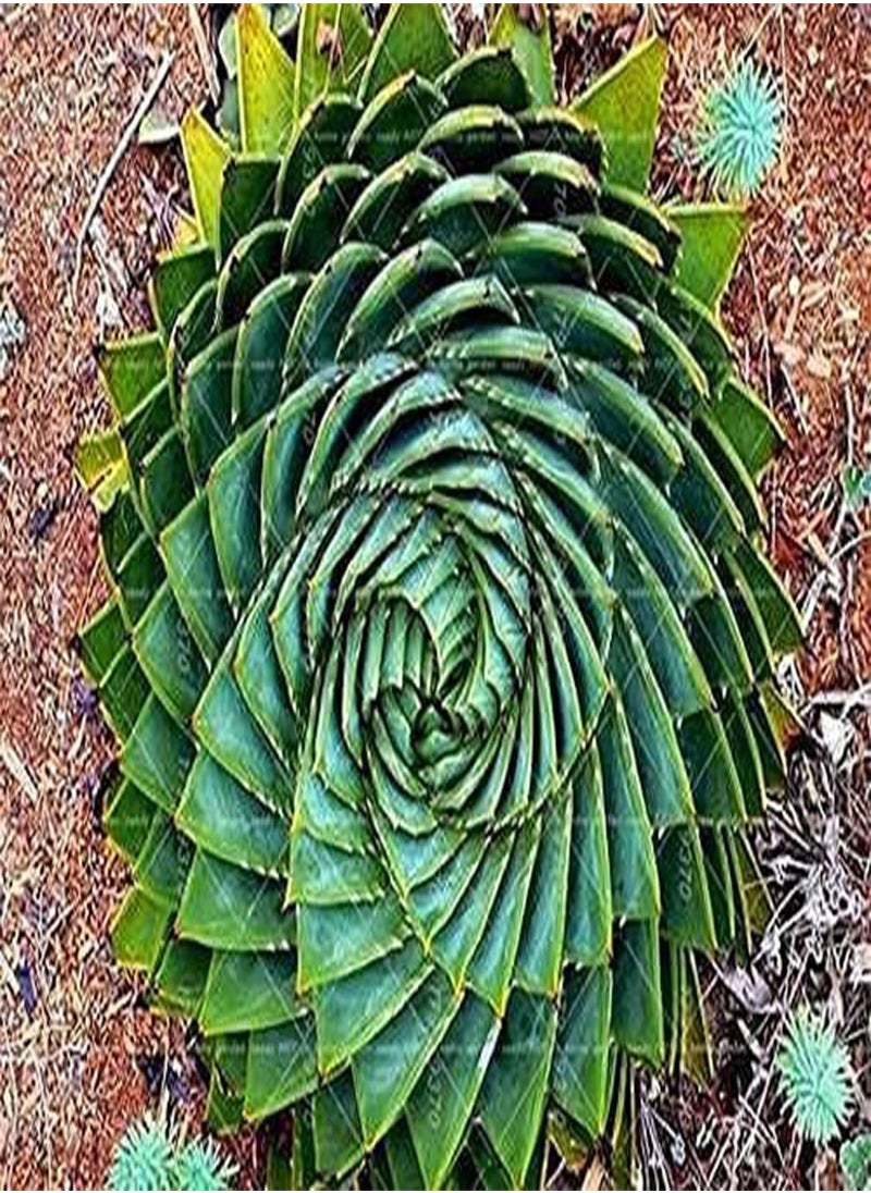 GGOOT - 100pcs/bag Aloe polyphylla Pillans Seed Rare Spiral Aloe Flower Succulent Plants for Home Garden Potted Pants - Image 1