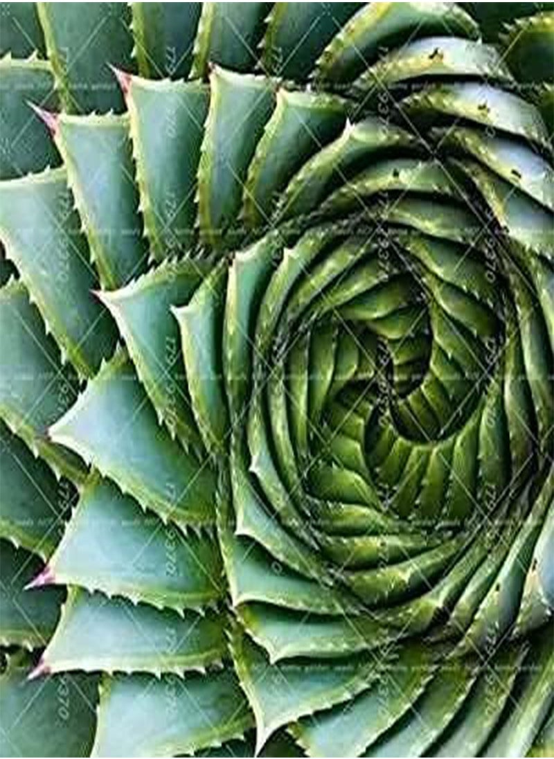 GGOOT - 100pcs/bag Aloe polyphylla Pillans Seed Rare Spiral Aloe Flower Succulent Plants for Home Garden Potted Pants - Image 1