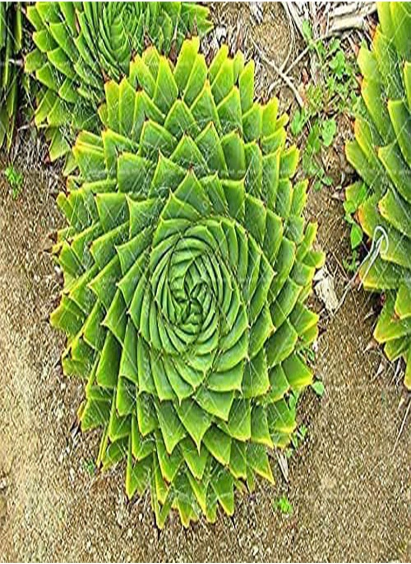 GGOOT - 100pcs/bag Aloe polyphylla Pillans Seed Rare Spiral Aloe Flower Succulent Plants for Home Garden Potted Pants - Image 1