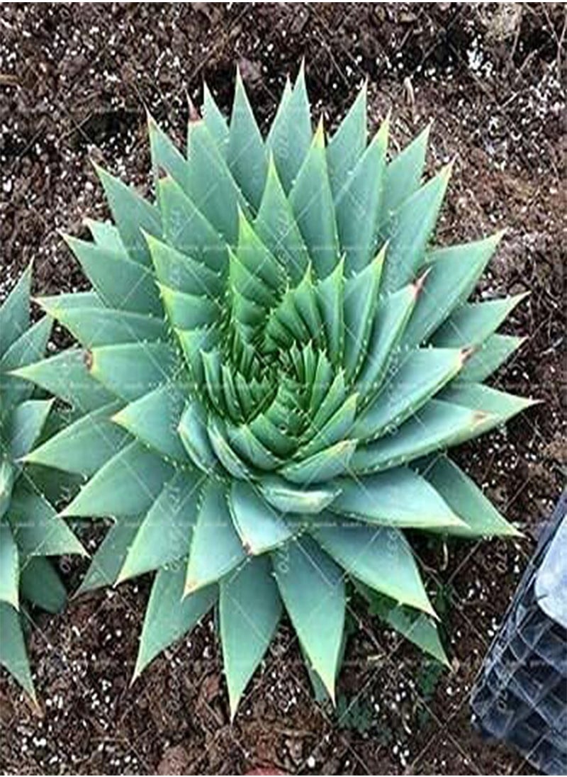 GGOOT - 100pcs/bag Aloe polyphylla Pillans Seed Rare Spiral Aloe Flower Succulent Plants for Home Garden Potted Pants - Image 1