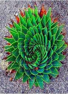 100pcs/bag Aloe polyphylla Pillans Seed Rare Spiral Aloe Flower Succulent Plants for Home Garden Potted Pants