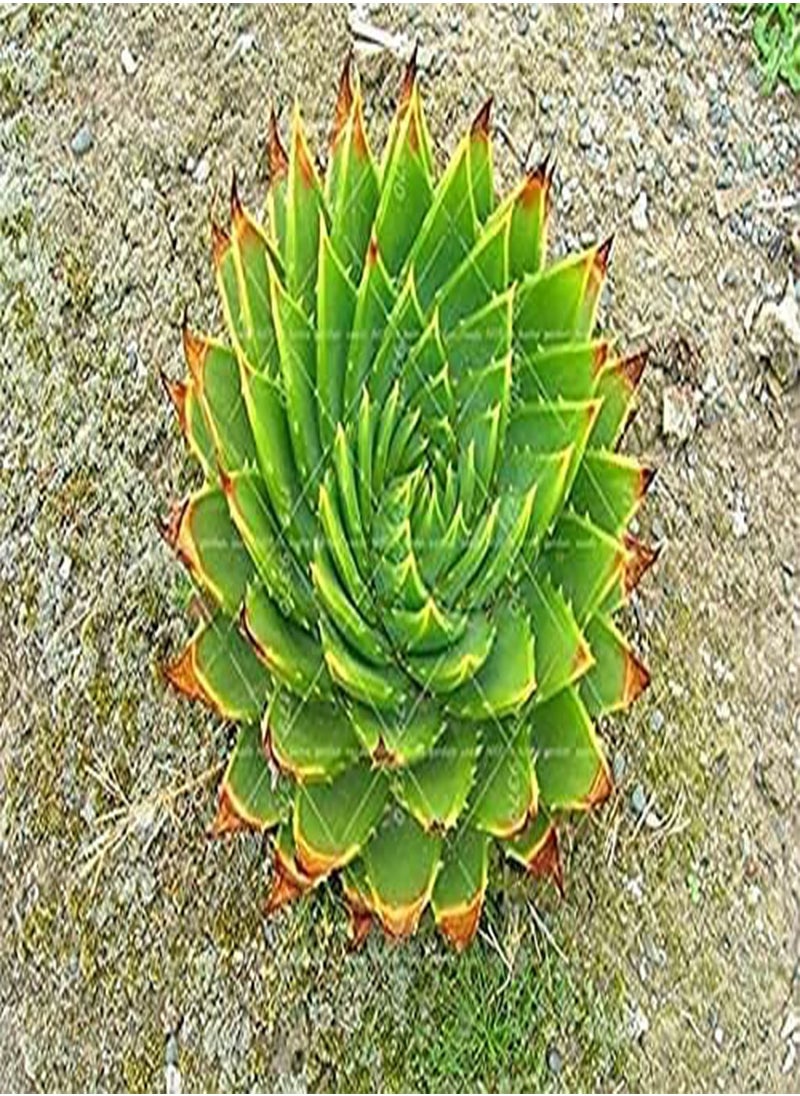 GGOOT - 100pcs/bag Aloe polyphylla Pillans Seed Rare Spiral Aloe Flower Succulent Plants for Home Garden Potted Pants - Image 1