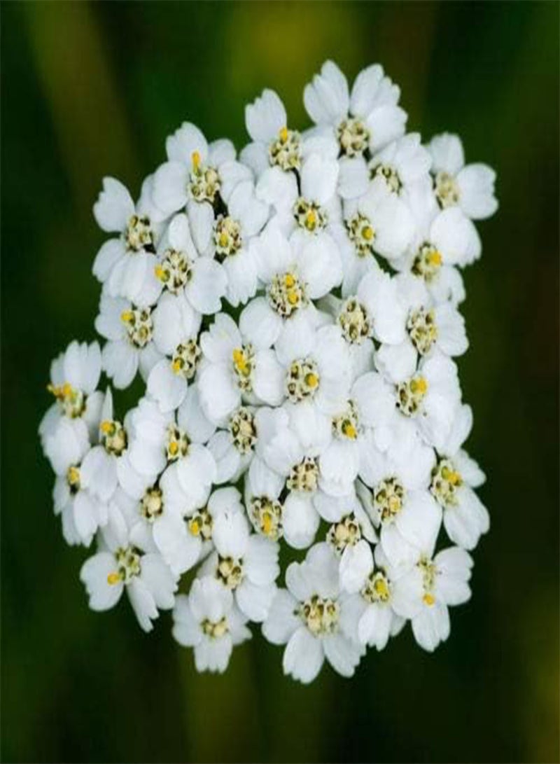 GGOOT Yarrow Summer White - Achillea Millefolium - 300 Seeds - Milfoil - Perennial - Image 2