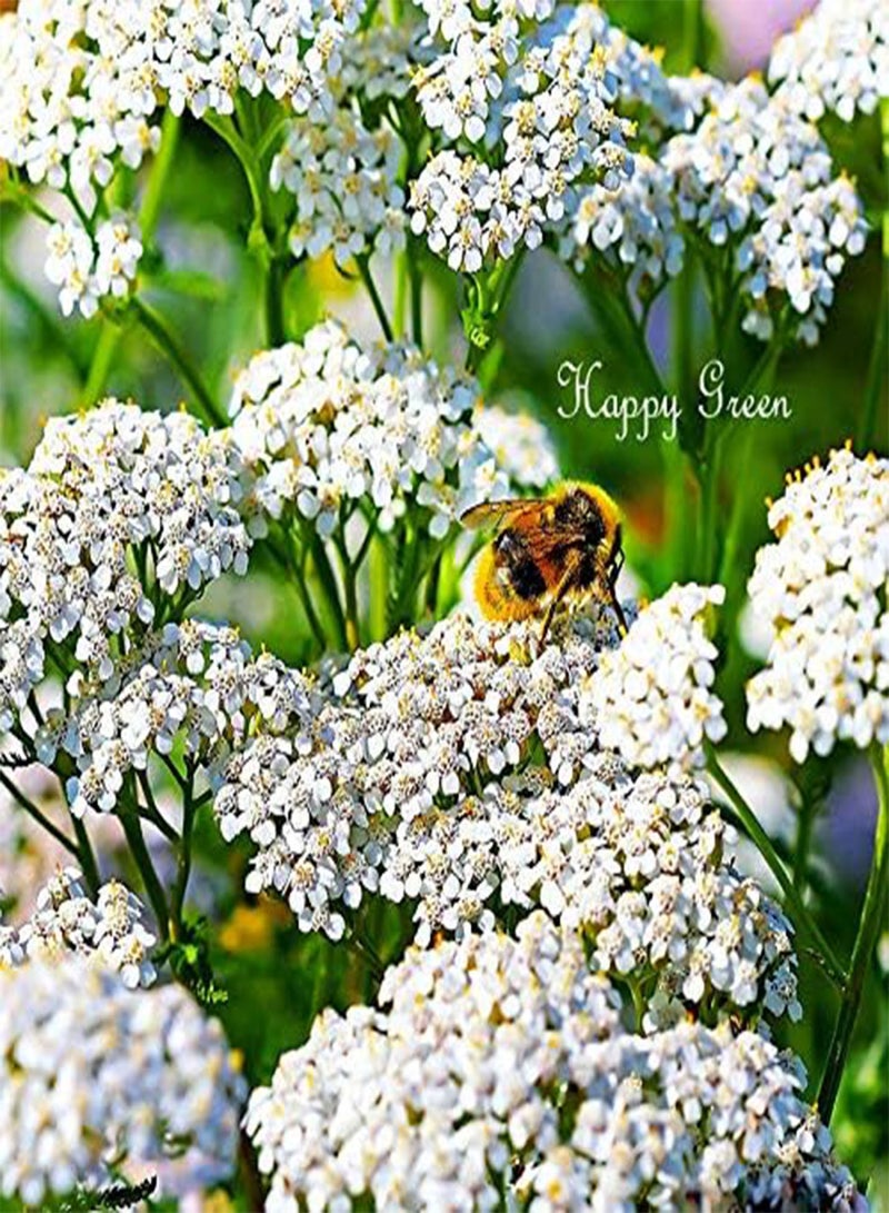 GGOOT Yarrow Summer White - Achillea Millefolium - 300 Seeds - Milfoil - Perennial - Image 3