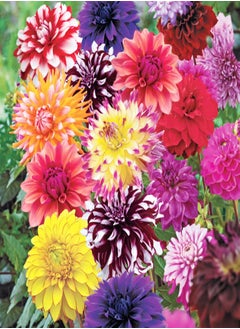 Extraordinary Flowers/Long Flowering Period/Dahlia Seeds/Perennial Plants/Can be Planted All Year round-75 PCS,a