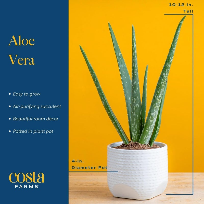 Costa Farms Aloe Vera Live Plants in Plastic Pots, Easy to Maintain, Air Purifying Indoor Succulent Houseplants, Home or Room Decor, House Warming or Birthday Gift, 12-18 Inches Tall, Pack of 2 - Image 4