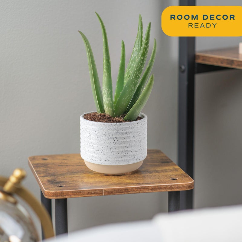 Costa Farms Aloe Vera Live Plants in Plastic Pots, Easy to Maintain, Air Purifying Indoor Succulent Houseplants, Home or Room Decor, House Warming or Birthday Gift, 12-18 Inches Tall, Pack of 2 - Image 2