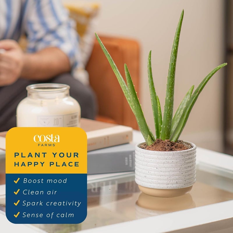 Costa Farms Aloe Vera Live Plants in Plastic Pots, Easy to Maintain, Air Purifying Indoor Succulent Houseplants, Home or Room Decor, House Warming or Birthday Gift, 12-18 Inches Tall, Pack of 2 - Image 5