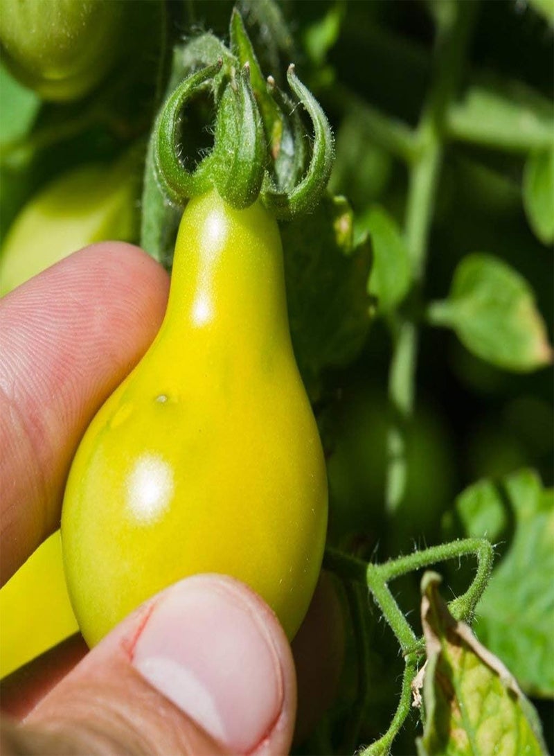 GGOOT Vegetable Yellow Tomato Pear Cherry Bell Seeds (10 Seeds) - Image 2