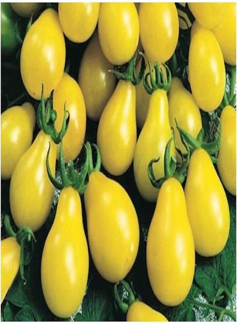 GGOOT Vegetable Yellow Tomato Pear Cherry Bell Seeds (10 Seeds) - Image 3