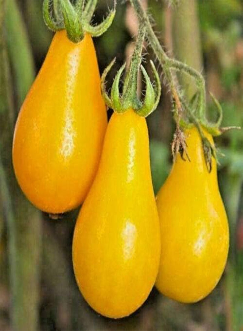 GGOOT Vegetable Yellow Tomato Pear Cherry Bell Seeds (10 Seeds) - Image 1