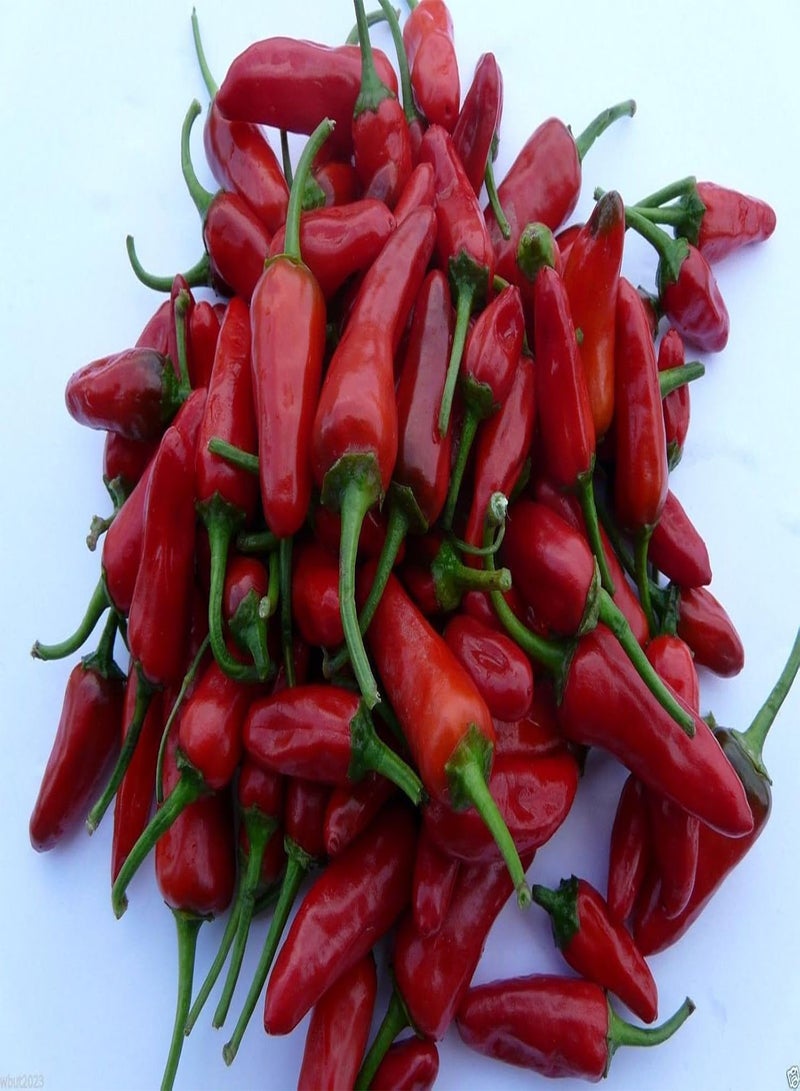 GGOOT Apache Red  ,30 Seeds,- Large Or Small Containers- Patio and basket ! - Image 1
