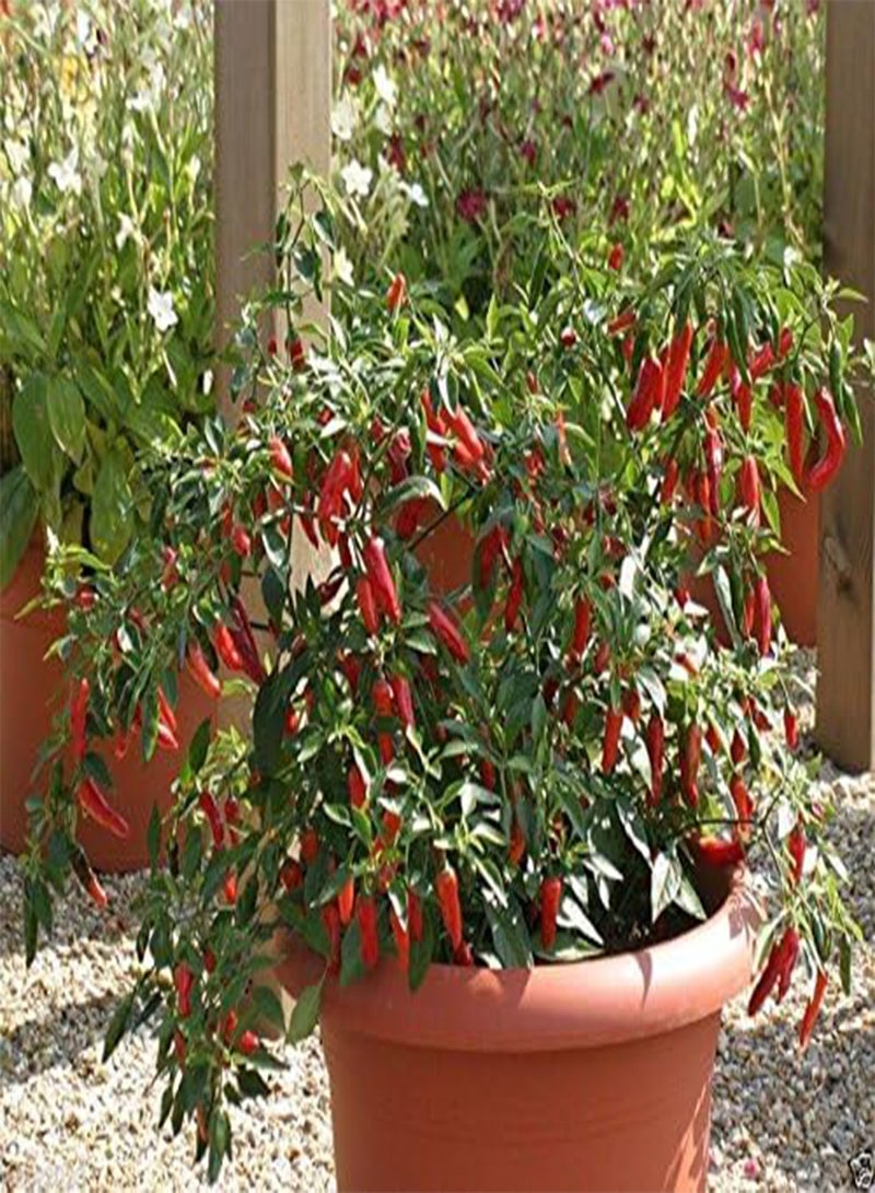 GGOOT Apache Red  ,30 Seeds,- Large Or Small Containers- Patio and basket ! - Image 2