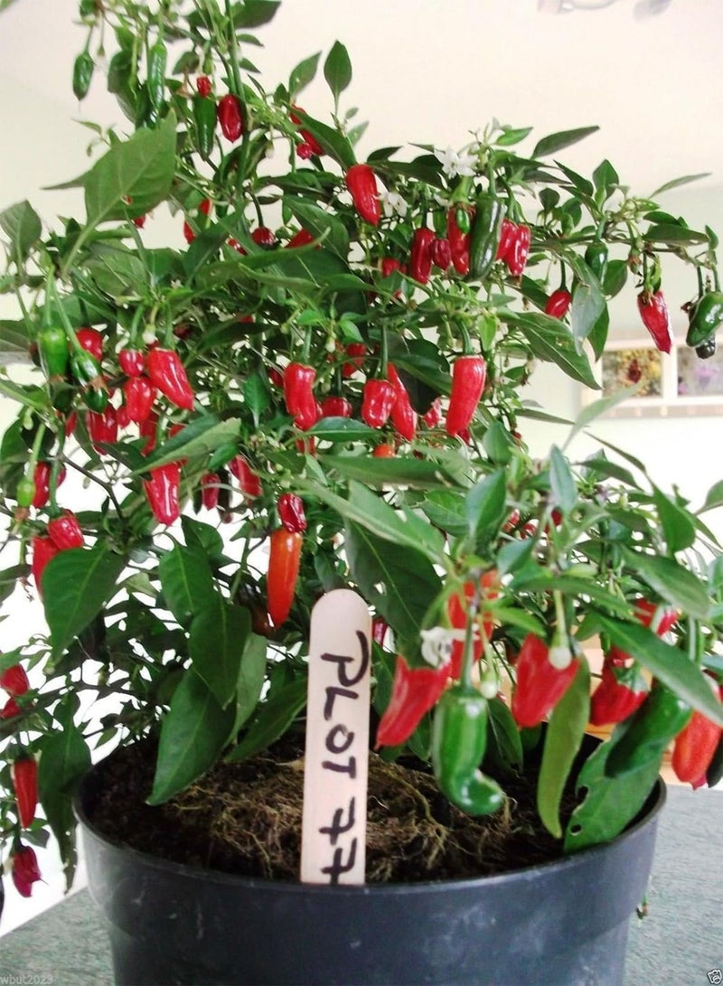 GGOOT Apache Red  ,30 Seeds,- Large Or Small Containers- Patio and basket ! - Image 4