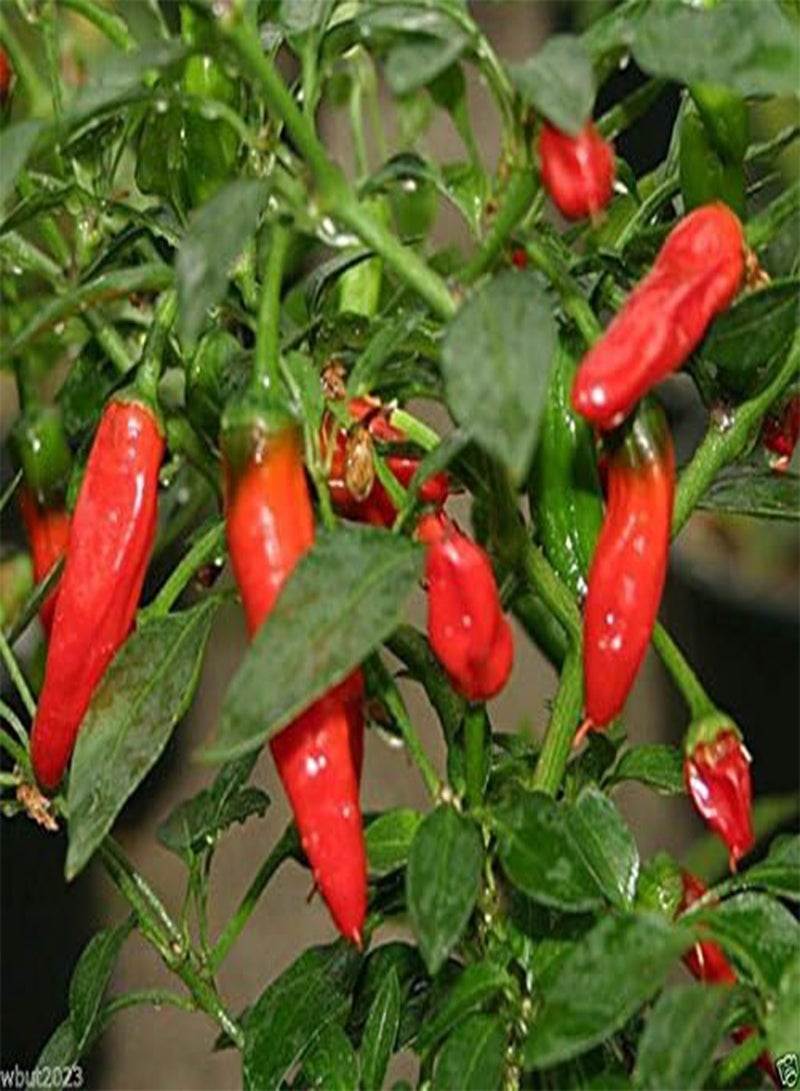 GGOOT Apache Red  ,30 Seeds,- Large Or Small Containers- Patio and basket ! - Image 5
