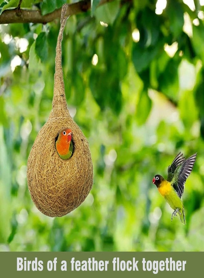بيت طيور آمن مصنوع يدويًا من ألياف جوز الهند وقشور جوز الهند من AVIANS، مثالي للحديقة والشرفة. صندوق تعشيش صديق للبيئة، مناسب للعصافير الصغيرة والطيور الصغيرة الأخرى، مقاس 30 × 10 سم، مزود بعلاقة من ألياف جوز الهند. طقم من قطعة واحدة. - Image 4