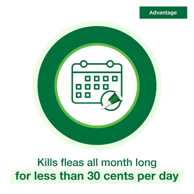 Advantage Topical Cat Flea Treatment and Prevention for Large Cats Over 9 lbs. | Apply Flea Drops Monthly | 2 Treatments - Image 5