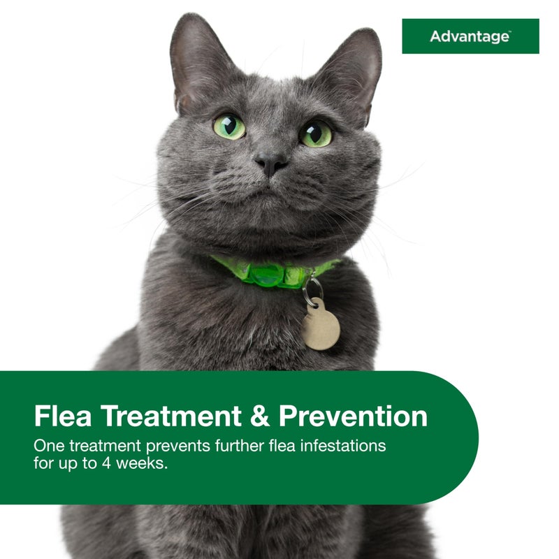 Advantage Topical Cat Flea Treatment and Prevention for Large Cats Over 9 lbs. | Apply Flea Drops Monthly | 2 Treatments - Image 4