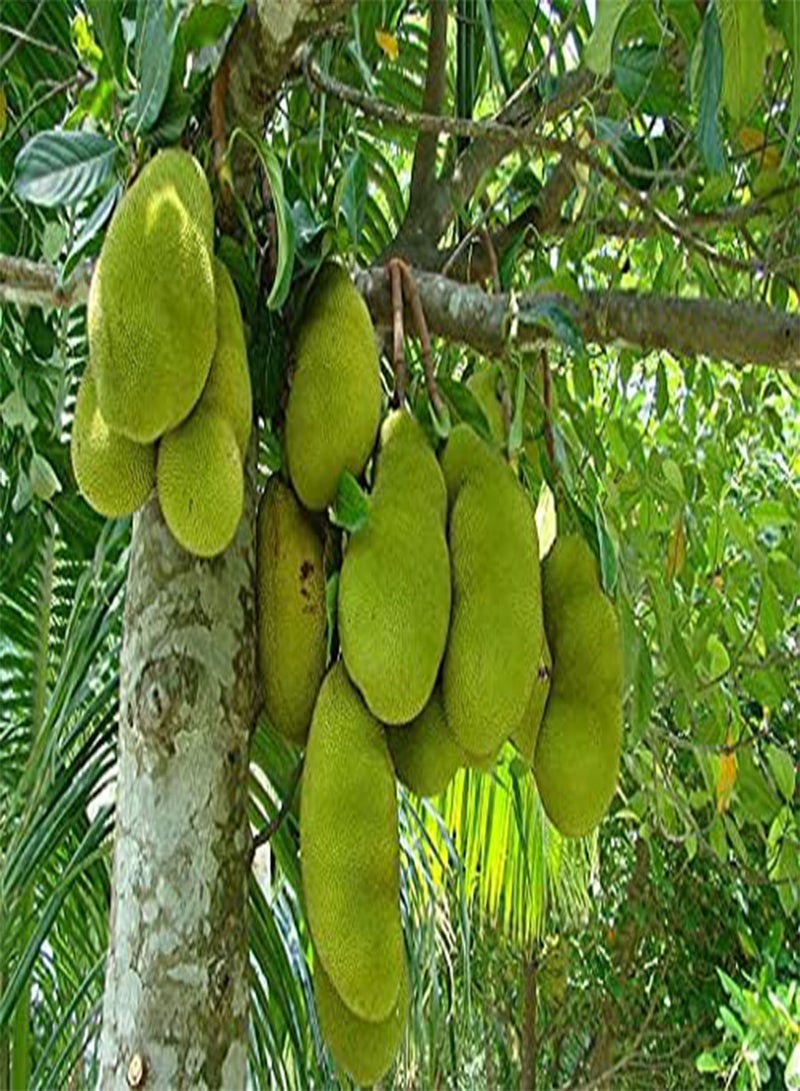 GGOOT 15pcs Breadfruit Seeds