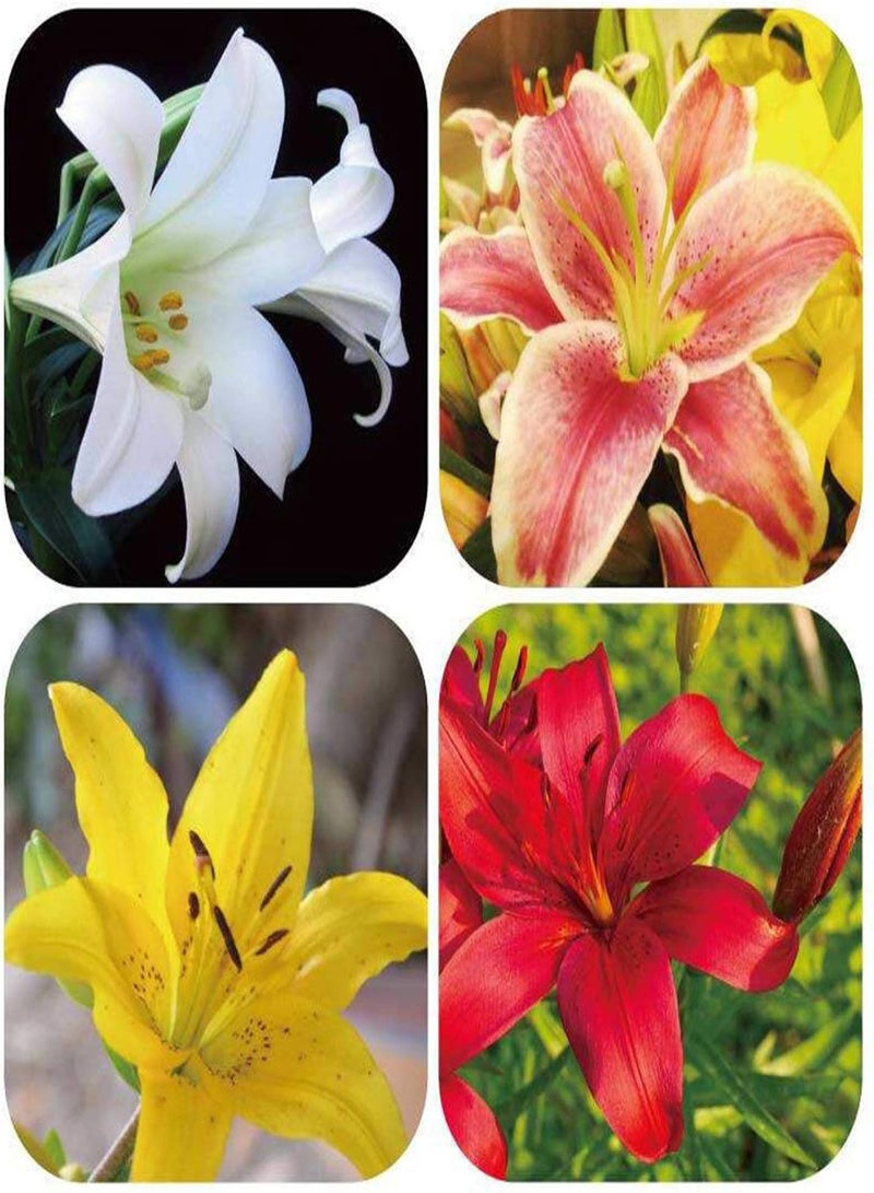 GGOOT 100Pcs Rare Lily seeds Seeds Home Garden Balcony Perfume Flower Bonsai Plant - Orange Lily Seeds - Image 4