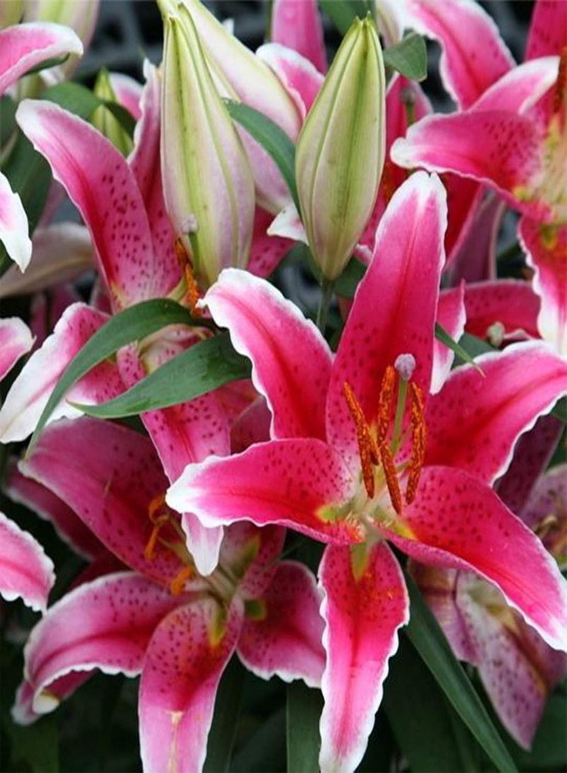 GGOOT 100Pcs Rare Lily seeds Seeds Home Garden Balcony Perfume Flower Bonsai Plant - Orange Lily Seeds - Image 5
