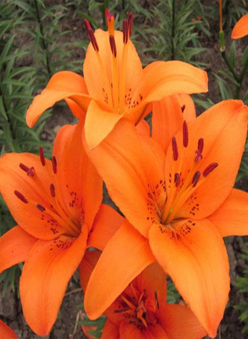 GGOOT 100Pcs Rare Lily seeds Seeds Home Garden Balcony Perfume Flower Bonsai Plant - Orange Lily Seeds - Image 1