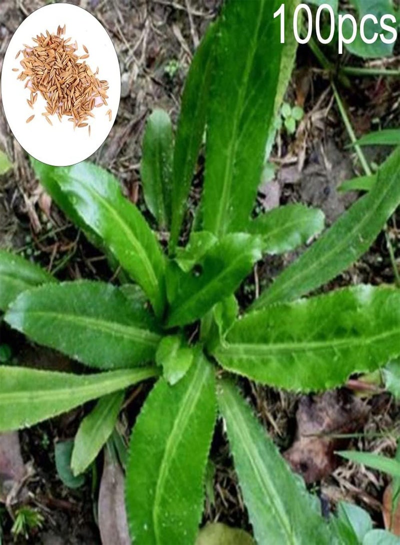 جي جوت 100 قطعة من بذور نبات إيرينجو فويتيدوم، نبات إيرينجو للزينة في حديقة المنزل والحديقة والحديقة الخارجية، 1 بذور إيرينجو فويتيدوم - Image 1