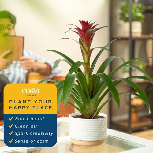 Costa Farms Bromeliad Live Plant in Decorative Pot, Flowering Indoor Houseplant, Perfect for Home, Room, or Office Decor, Great House Warming or Birthday Gift, 16-20 Inches Tall - Image 5