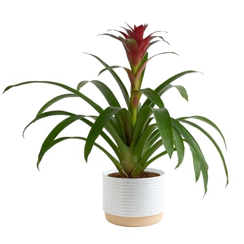 Costa Farms Bromeliad Live Plant in Decorative Pot, Flowering Indoor Houseplant, Perfect for Home, Room, or Office Decor, Great House Warming or Birthday Gift, 16-20 Inches Tall - Image 1