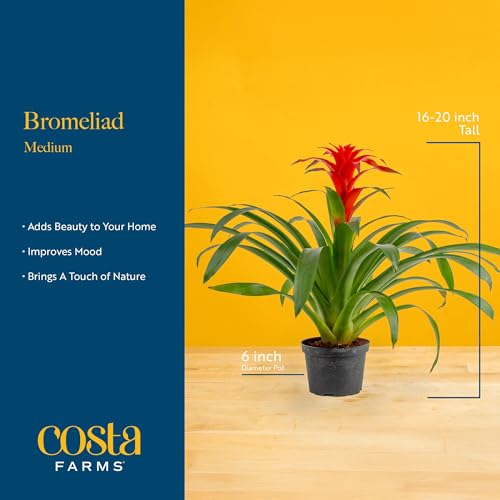 Costa Farms Bromeliad Live Plant in Decorative Pot, Flowering Indoor Houseplant, Perfect for Home, Room, or Office Decor, Great House Warming or Birthday Gift, 16-20 Inches Tall - Image 4